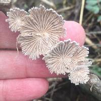 Schizophyllum commune image