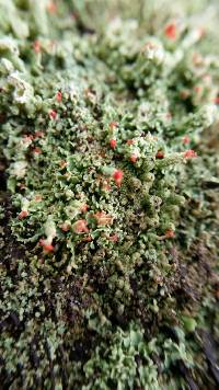 Cladonia cristatella image