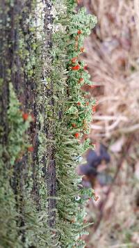 Cladonia cristatella image