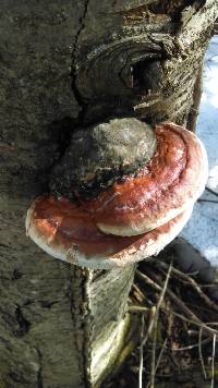 Fomitopsis pinicola image