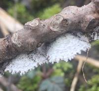 Schizophyllum commune image