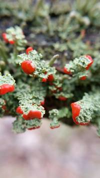 Cladonia cristatella image