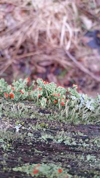 Cladonia cristatella image