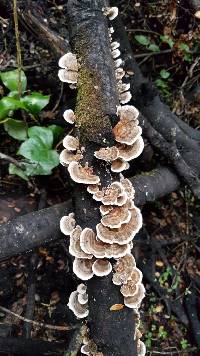 Trametes versicolor image