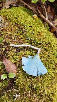 Entoloma hochstetteri image