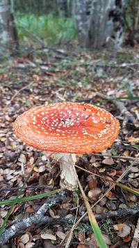 Amanita muscaria image