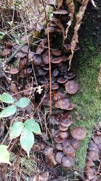 Psathyrella echinata image