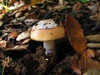 Amanita velosa image