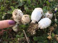 Coprinus comatus image