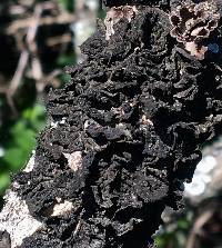 Collema furfuraceum image