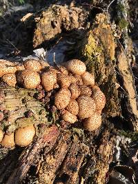 Lycoperdon pyriforme image