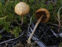 Agrocybe pediades image