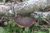 Polyporus hypomelanus image