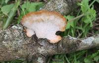 Polyporus hypomelanus image