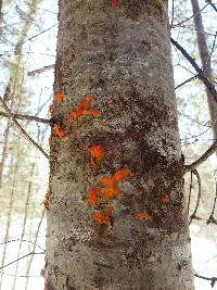 Dacrymyces chrysospermus image