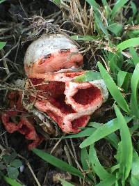 Clathrus ruber image