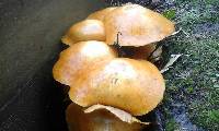 Gymnopilus junonius image