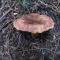 Suillus lakei image