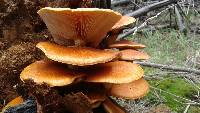 Gymnopilus junonius image