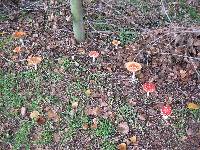 Amanita muscaria image