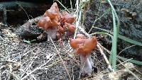 Gyromitra infula image