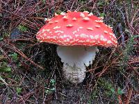 Amanita muscaria image