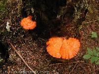 Laetiporus conifericola image