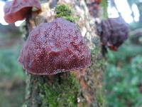 Auricularia auricula-judae image