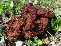 Gyromitra esculenta image