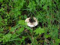 Amanita novinupta image