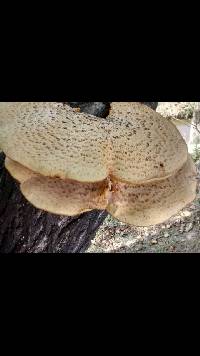 Polyporus squamosus image