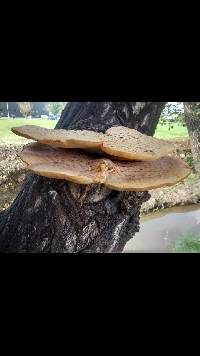 Polyporus squamosus image