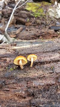 Galerina marginata image