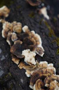 Trametes versicolor image