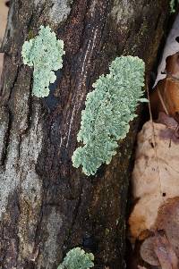 Flavoparmelia caperata image