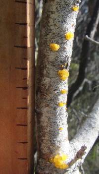 Tremella mesenterica image