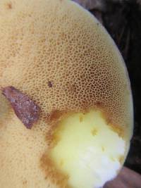 Suillus granulatus image