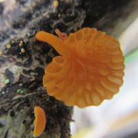 Favolaschia calocera image