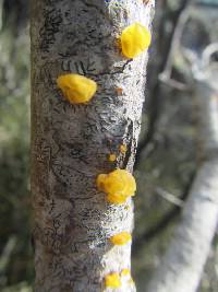 Tremella mesenterica image