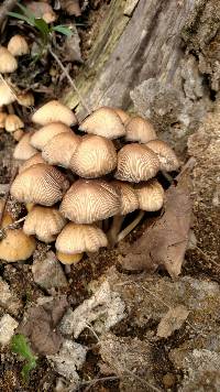 Coprinellus micaceus image