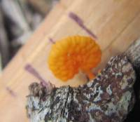 Favolaschia calocera image