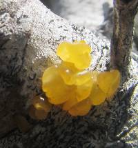 Tremella mesenterica image