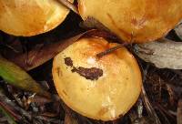 Suillus granulatus image