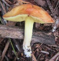 Suillus granulatus image