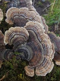 Trametes versicolor image