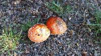 Amanita muscaria image