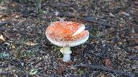 Amanita muscaria image