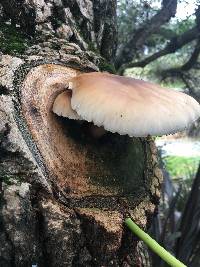 Agrocybe parasitica image