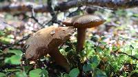 Chalciporus piperatus image