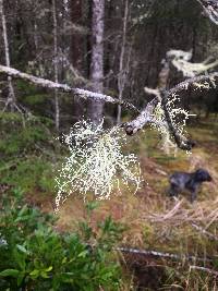 Usnea dasopoga image